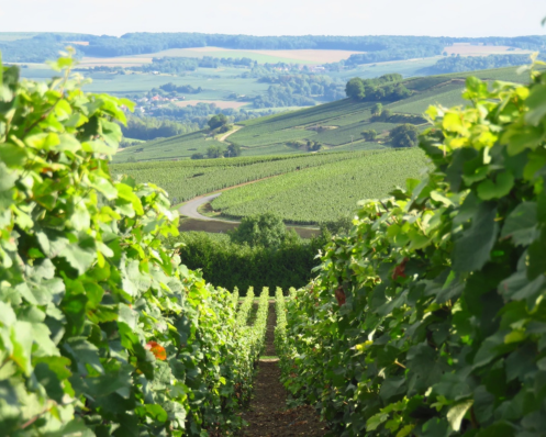 Guide complet pour visiter Épernay (51)